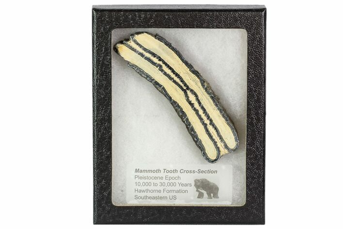 Mammoth Molar Slice With Case - South Carolina #106580